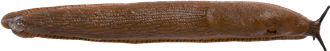 Arion vulgarisSPANSK SKOGSSNIGEL14,3 × 91,3 mm